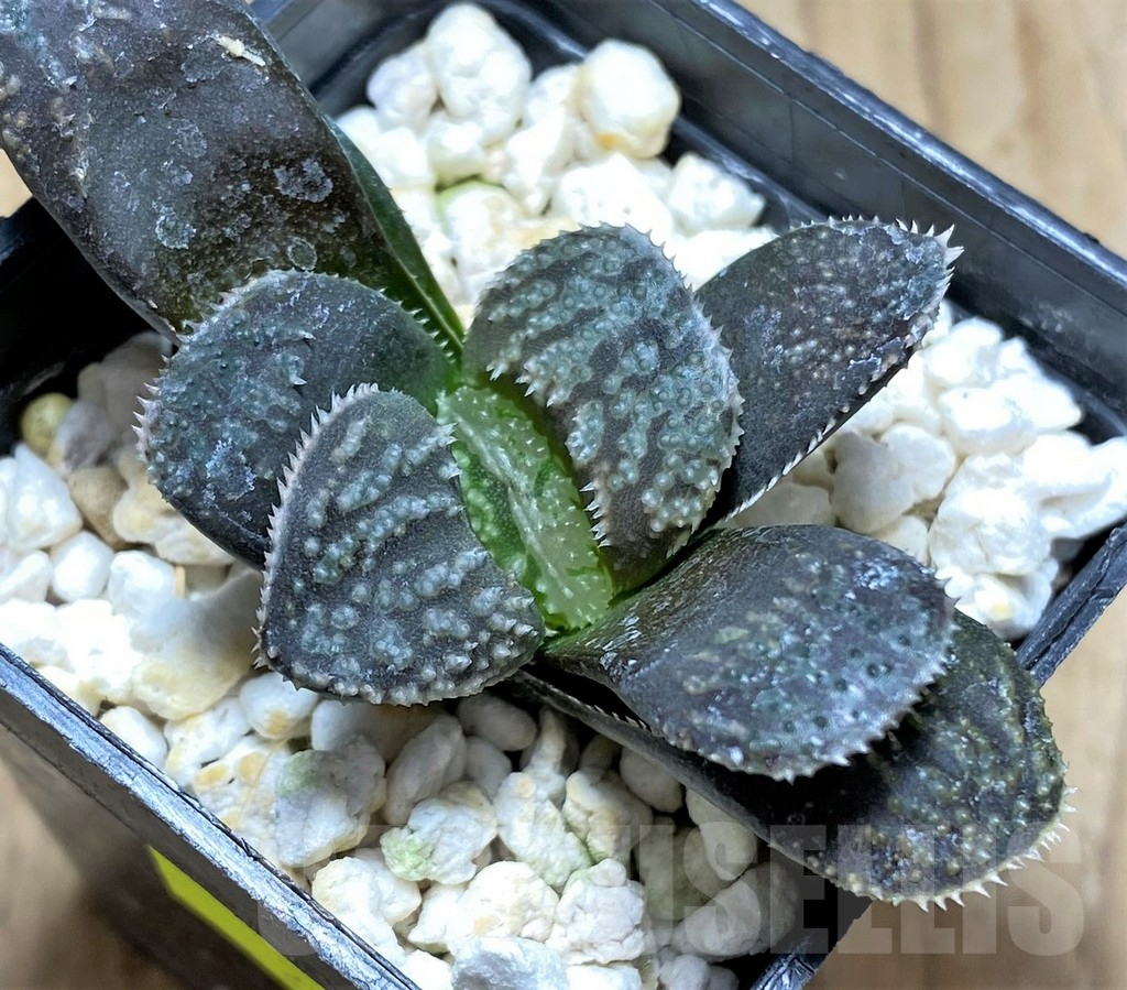 SHPR28925 Haworthia 'Mordor'