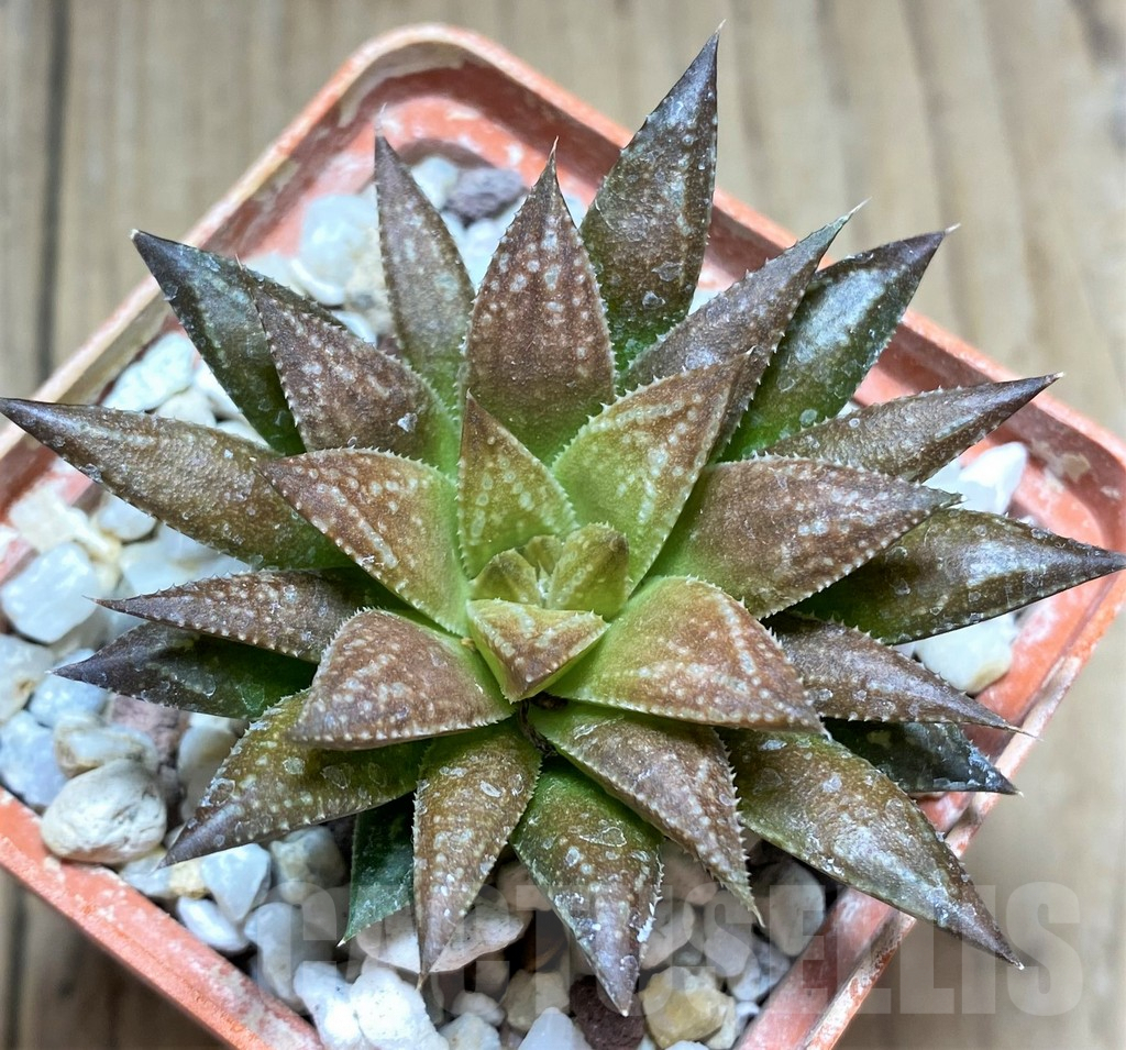 SHPR28926 Haworthia pulchella v. globifera hybrid SH - Obrázek 2