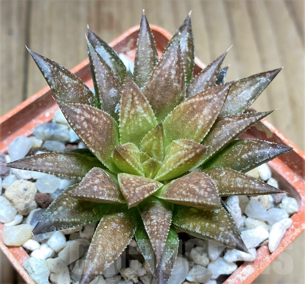 SHPR28926 Haworthia pulchella v. globifera hybrid SH