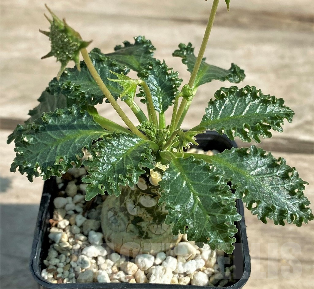 SHPR28931 Dorstenia horwoodii