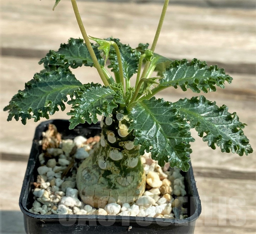 SHPR28931 Dorstenia horwoodii - Image 2