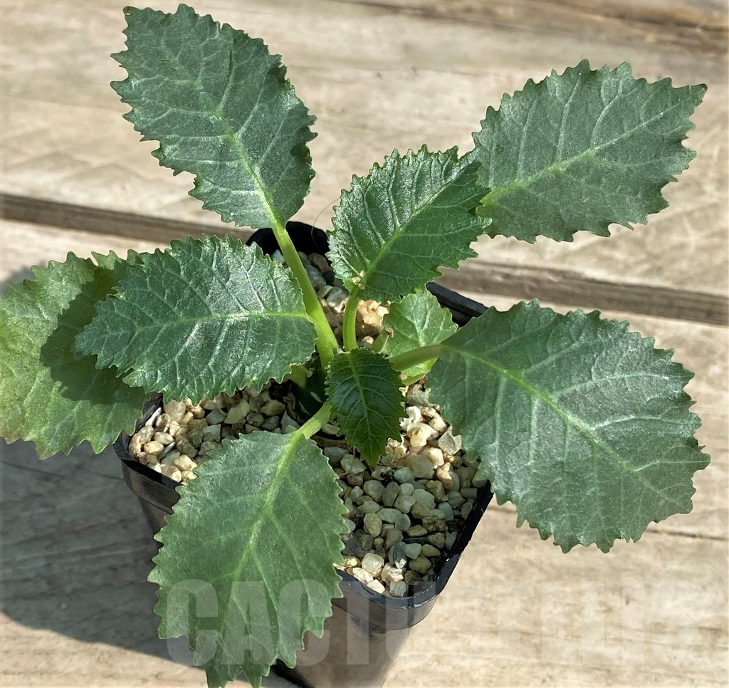 SHPR28932 Dorstenia horwoodii - Image 2