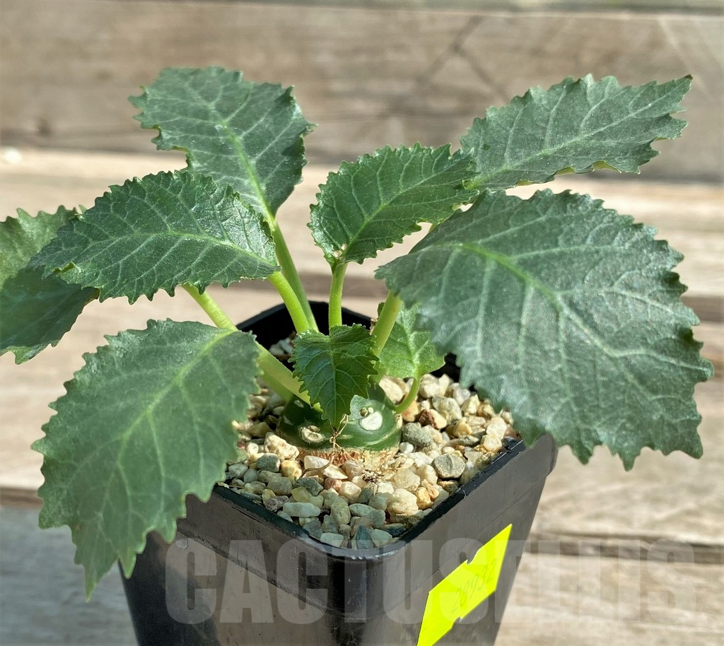 SHPR28932 Dorstenia horwoodii