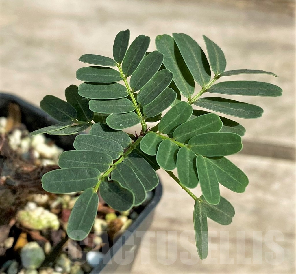 SHPR28937 Senna meridionalis