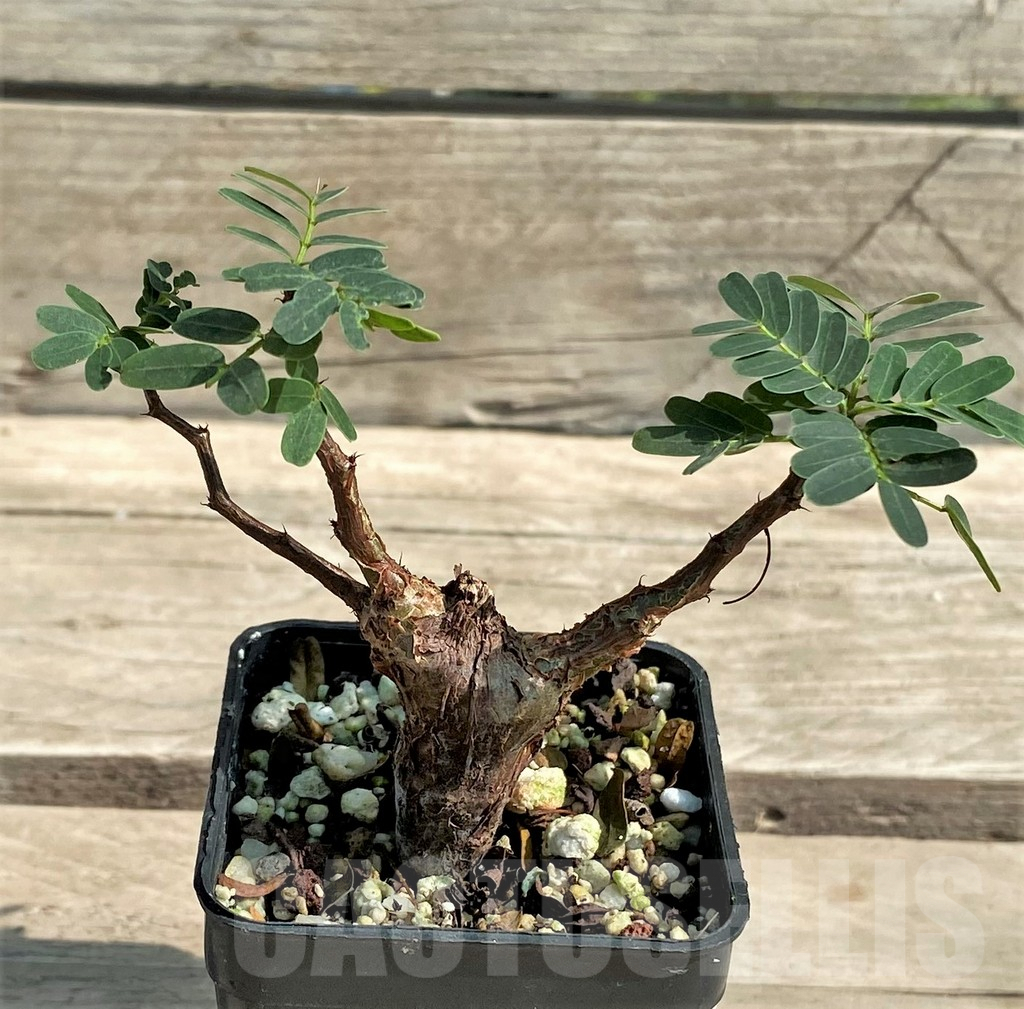 SHPR28937 Senna meridionalis - Image 3