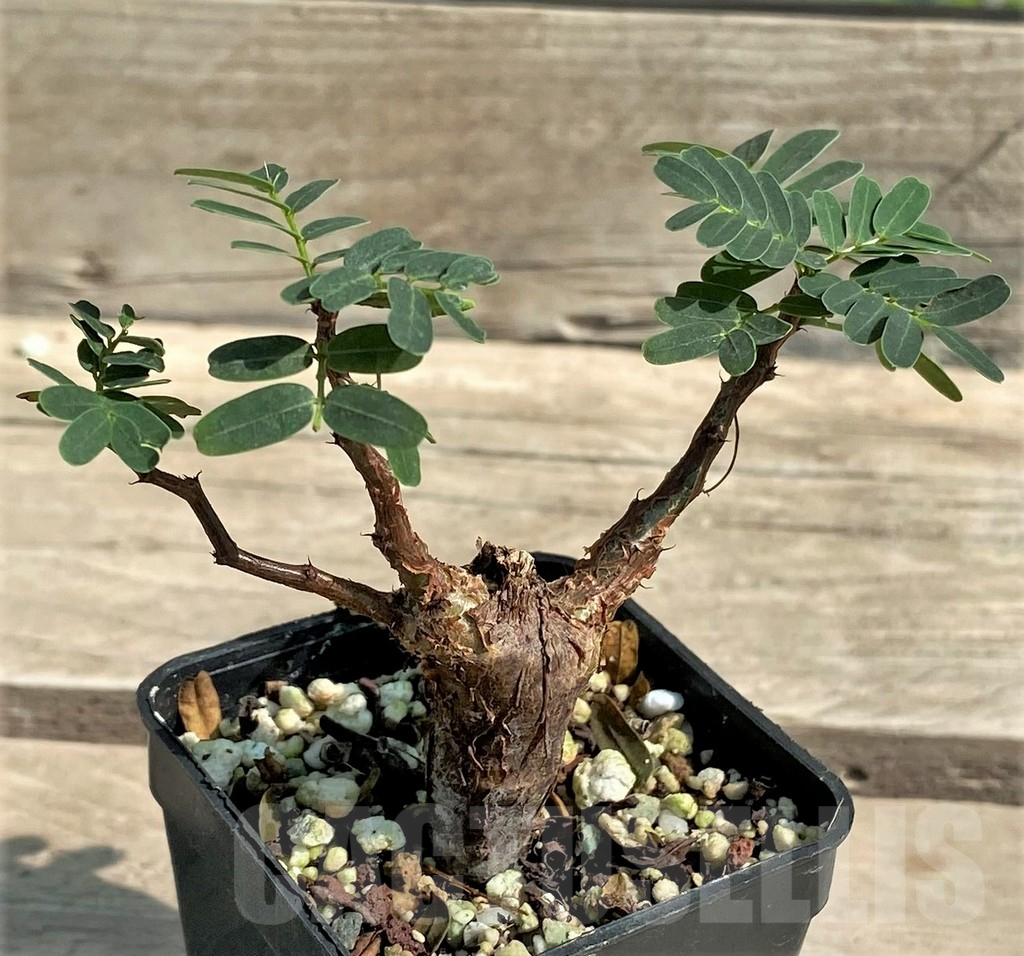 SHPR28937 Senna meridionalis - Image 2