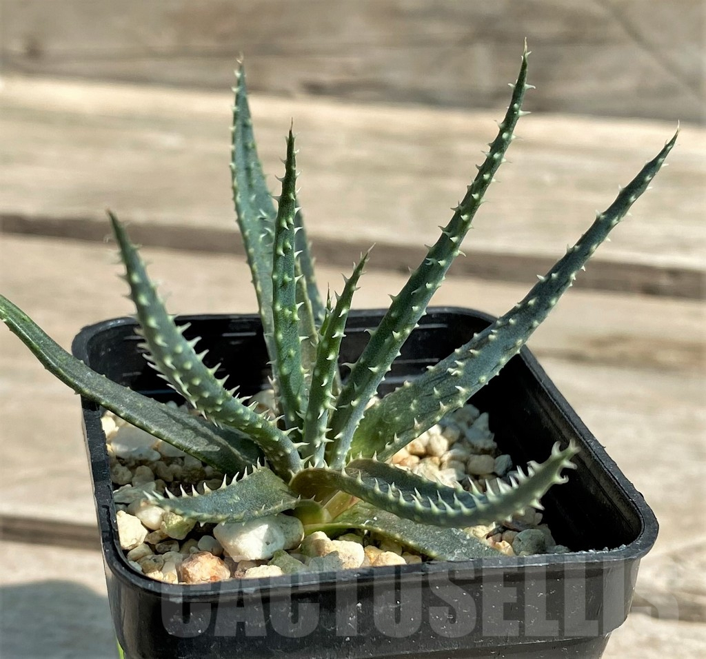 SHPR28938 Aloe florenceae