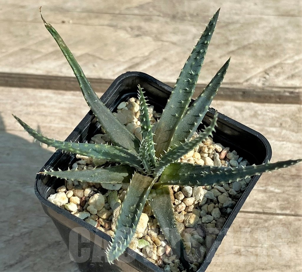 SHPR28938 Aloe florenceae – Image 2