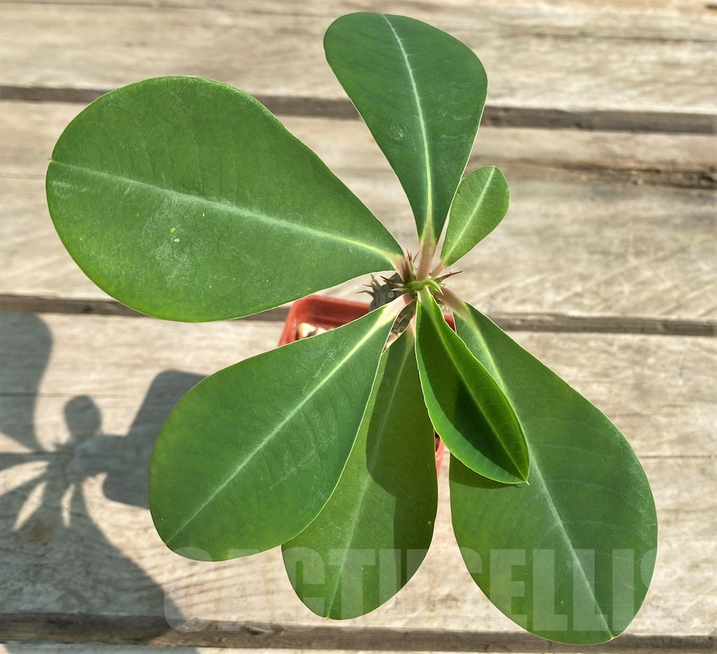 SHPR28940 Euphorbia viguieri v. capuroniana -Madagascar-
