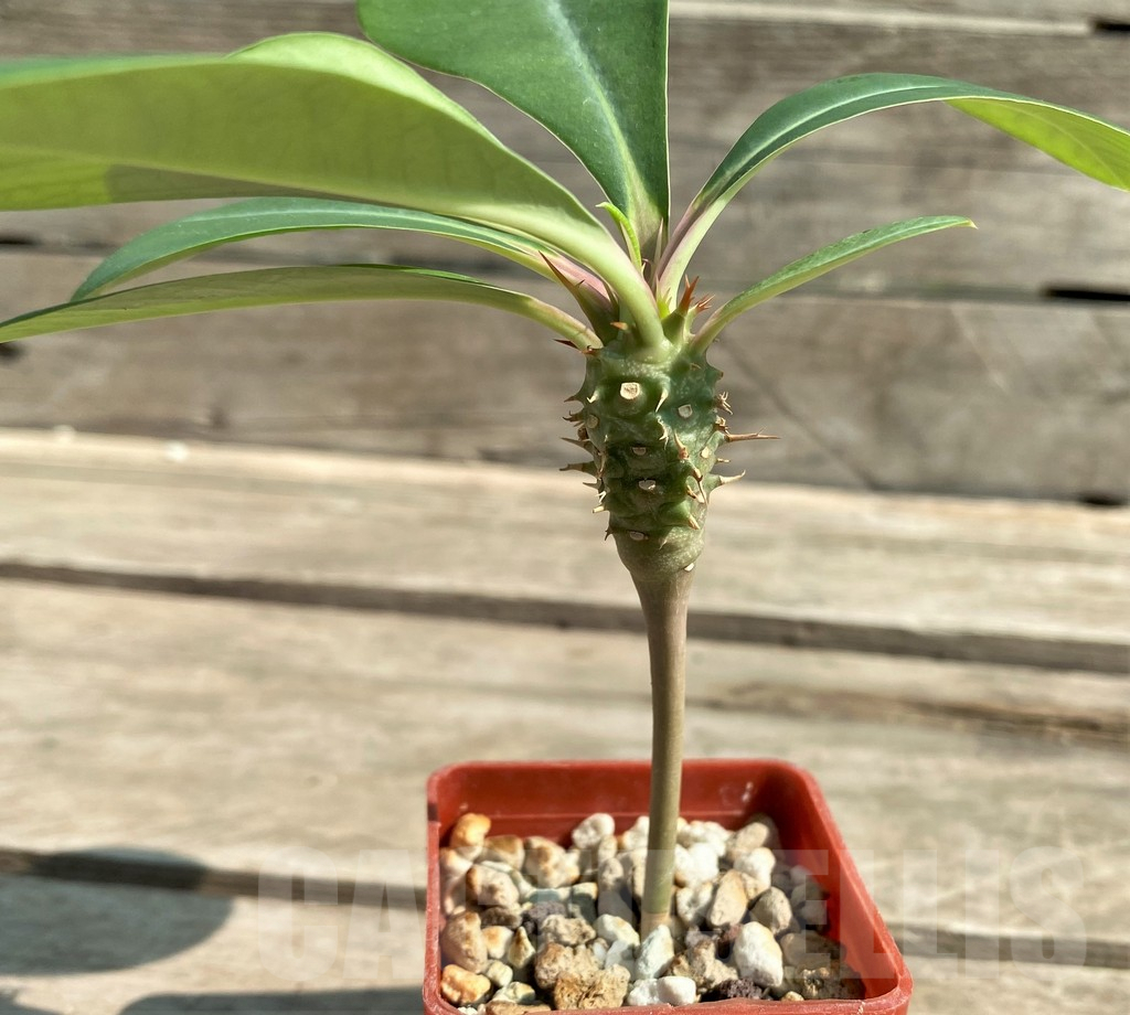 SHPR28940 Euphorbia viguieri v. capuroniana -Madagascar- - Image 2