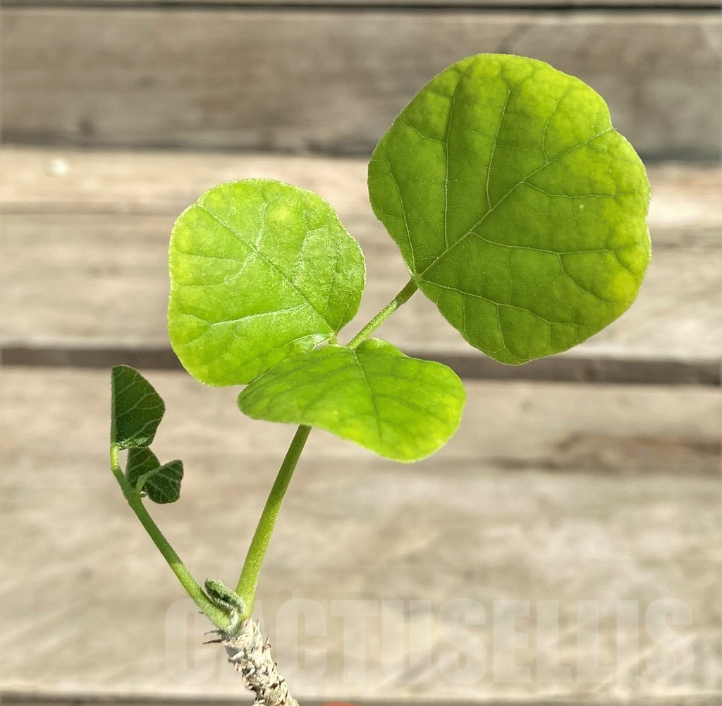 SHPR28943 Erythrina burttii -Kenya-