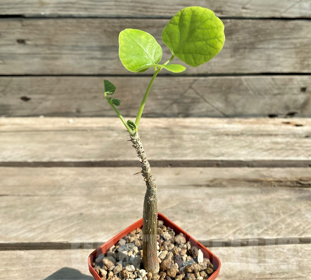 SHPR28943 Erythrina burttii -Kenya- - Image 2