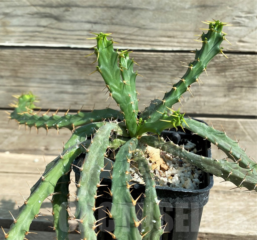 SHPR28945 Euphorbia micracantha -Cape, South Africa-