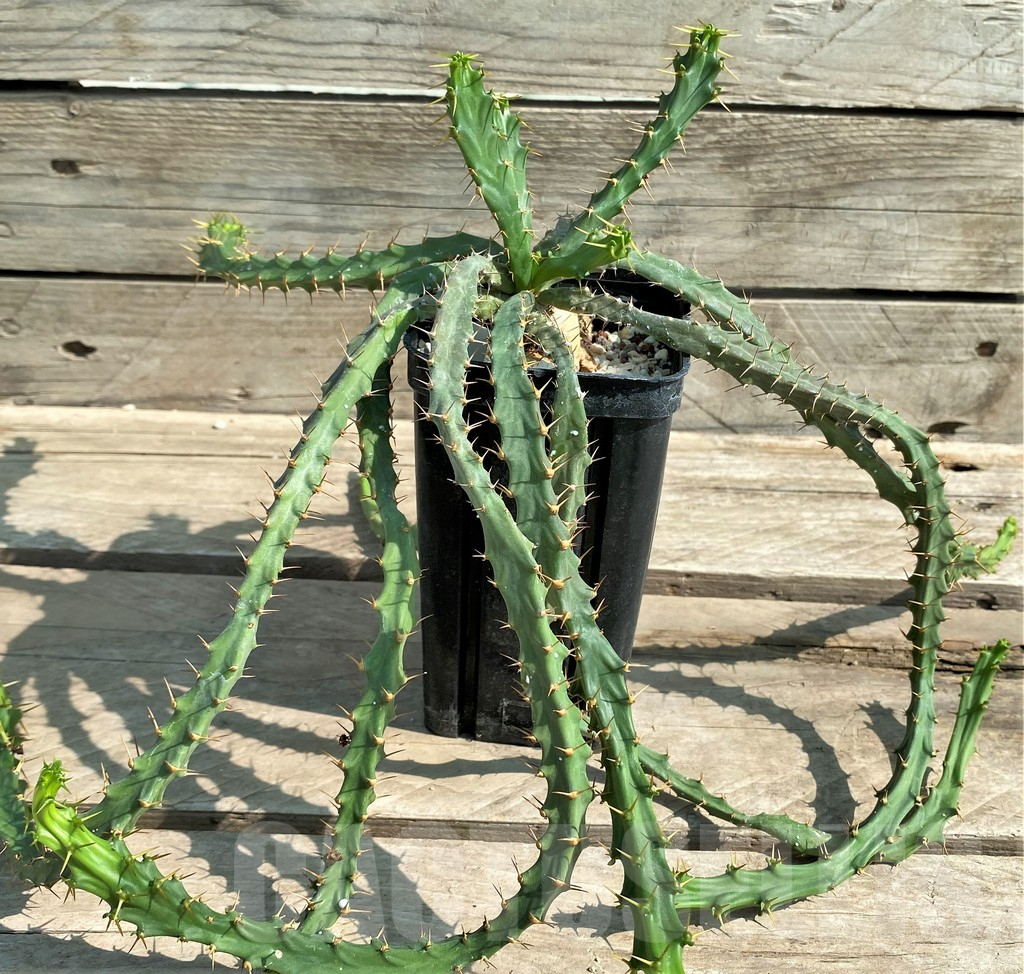 SHPR28945 Euphorbia micracantha -Cape, South Africa- - Image 2