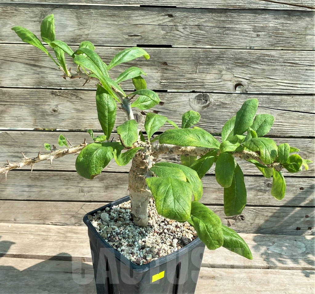 SHPR28947 Sesamothamnus busseanus