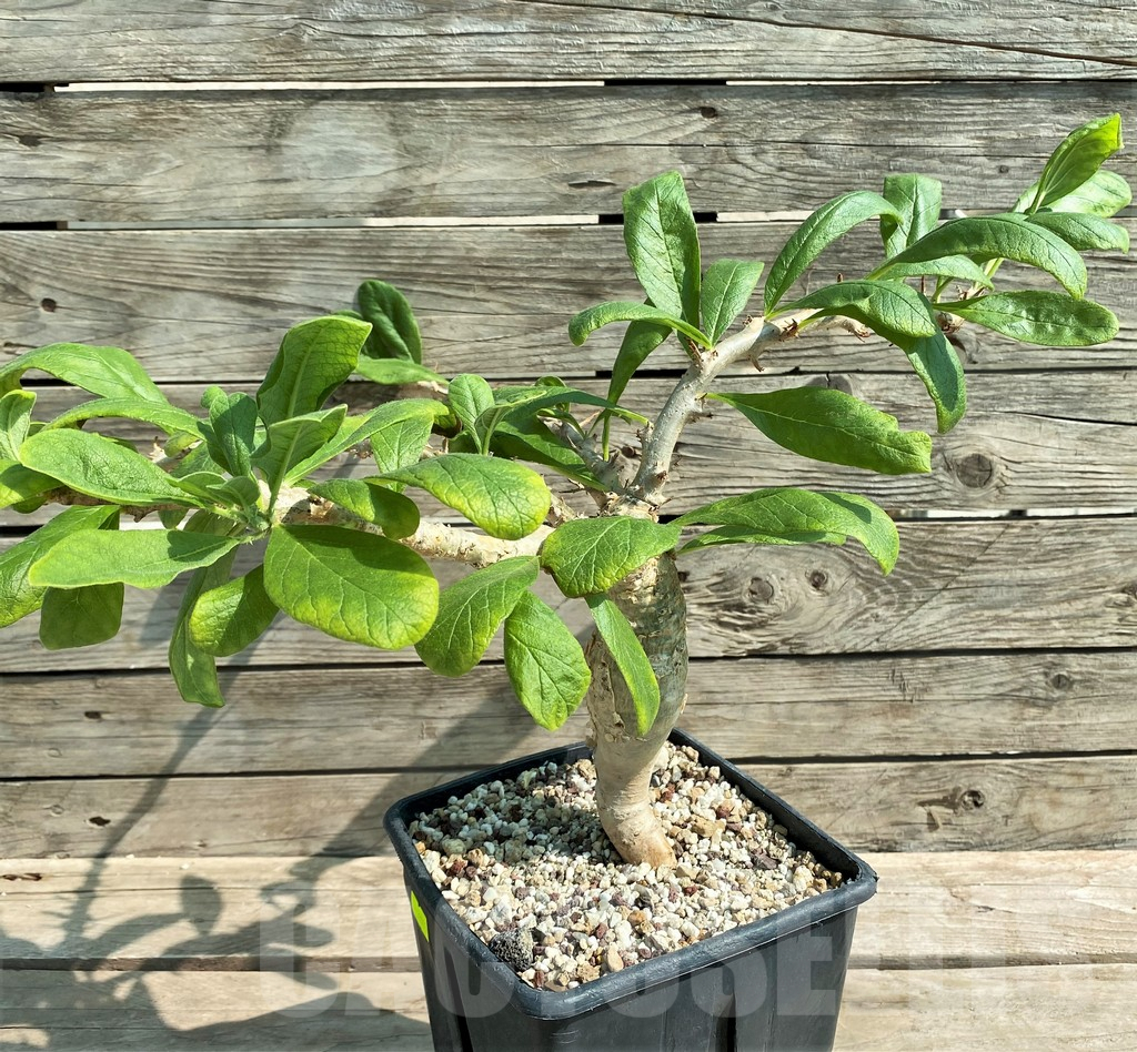 SHPR28947 Sesamothamnus busseanus - Image 2