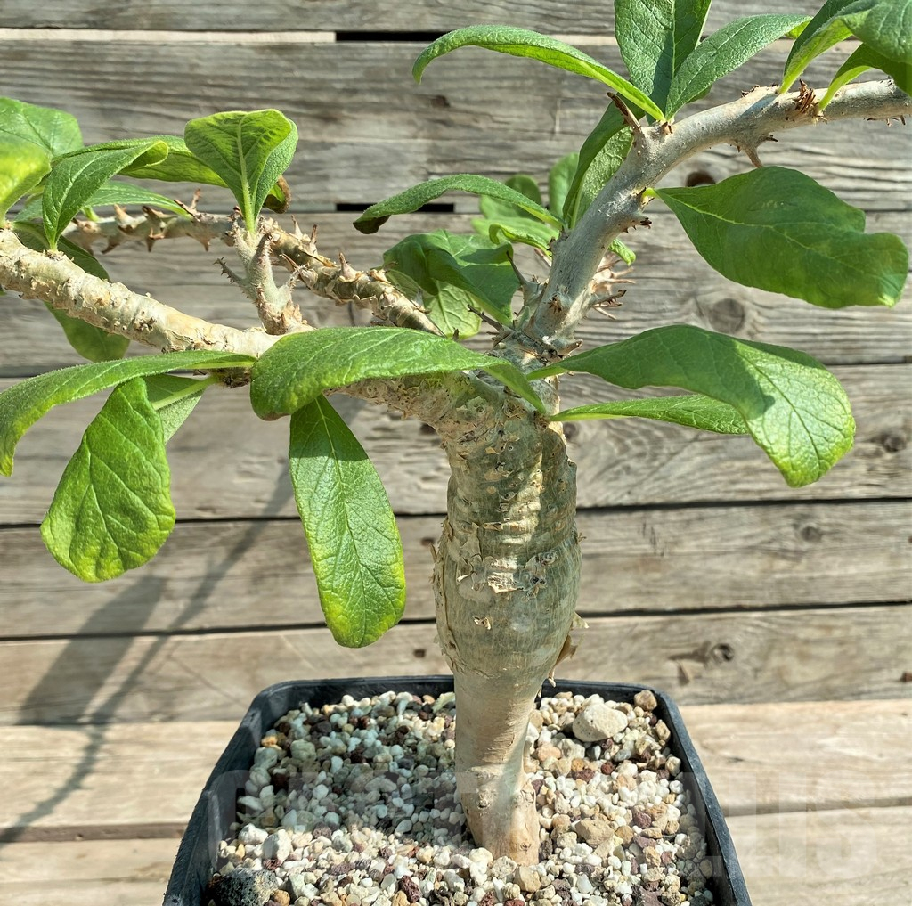 SHPR28947 Sesamothamnus busseanus - Image 3