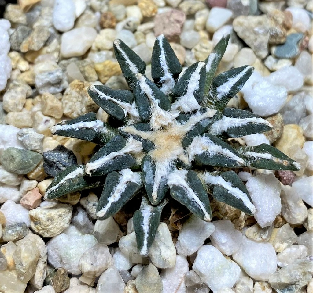 SHPR28952 Ariocarpus kotschoubeyanus - 画像 (2)