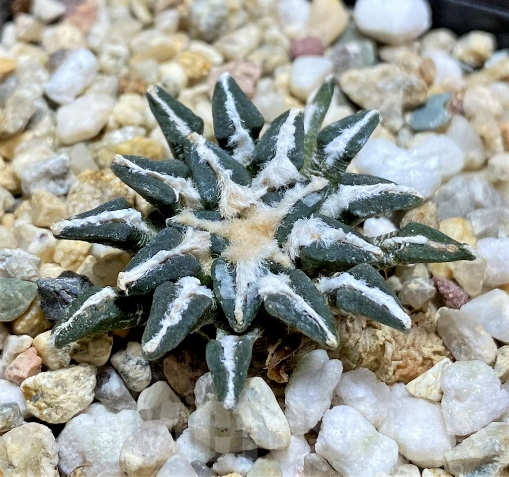 SHPR28952 Ariocarpus kotschoubeyanus