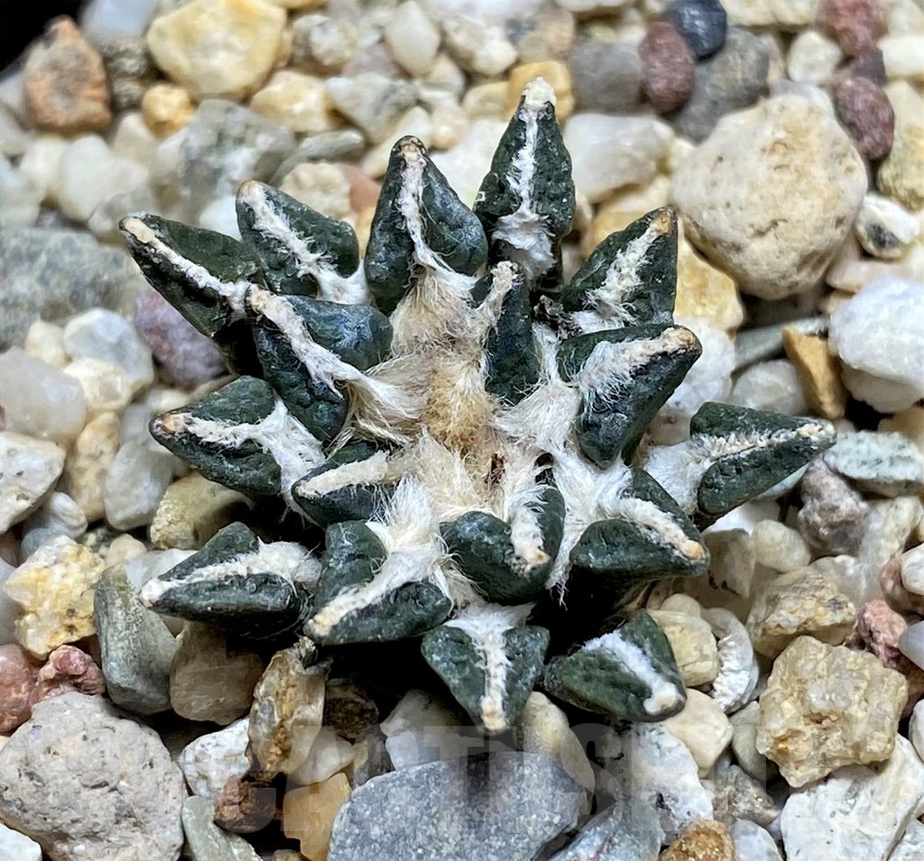 SHPR28953 Ariocarpus kotschoubeyanus