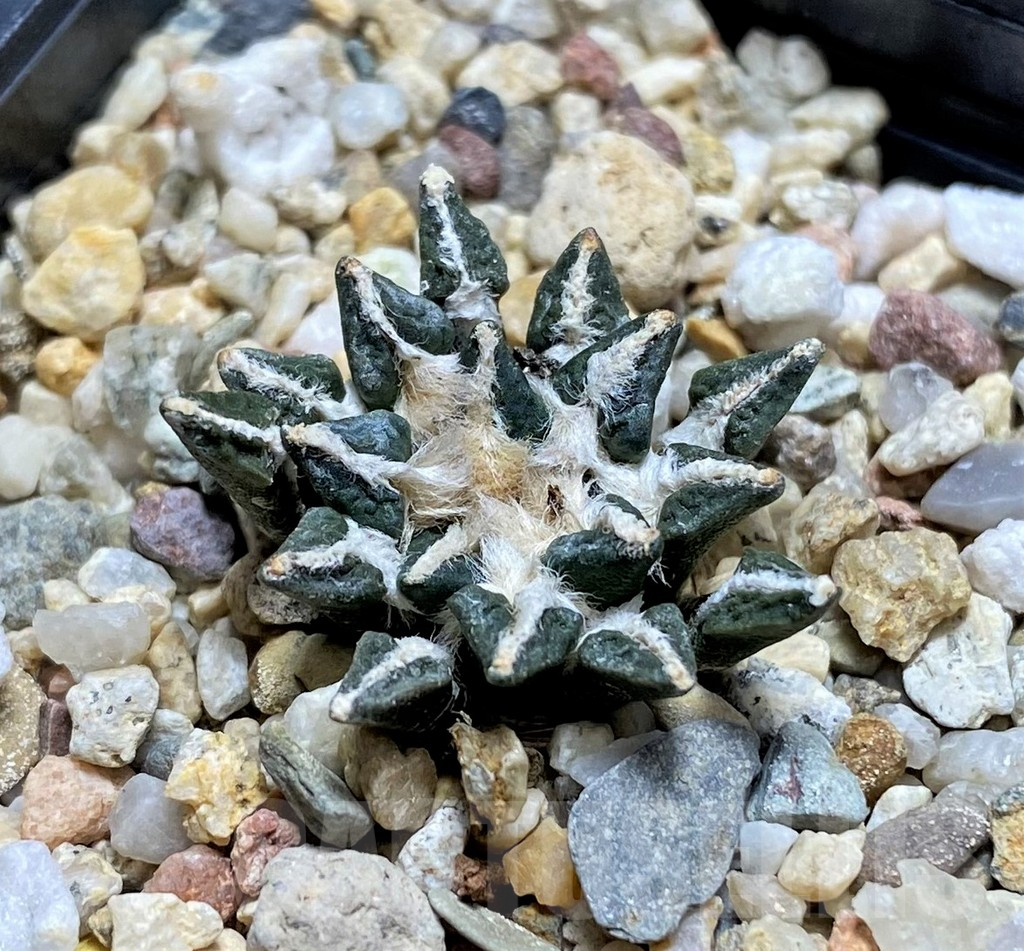 SHPR28953 Ariocarpus kotschoubeyanus - Image 2