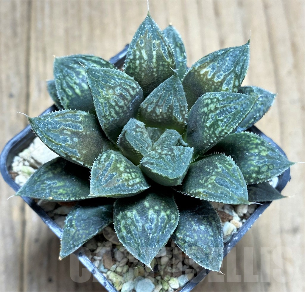 SHPR28958 Haworthia 'Black Major' hybrid - Image 2