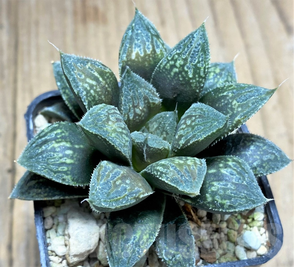 SHPR28958 Haworthia 'Black Major' hybrid