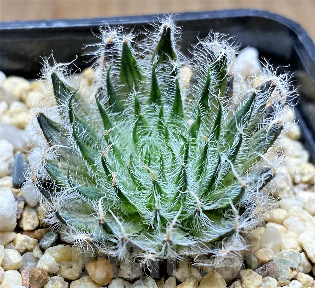 SHPR28959 Haworthia odetteae