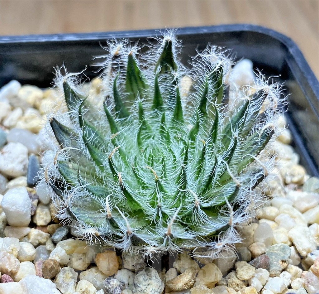 SHPR28959 Haworthia odetteae - Image 2