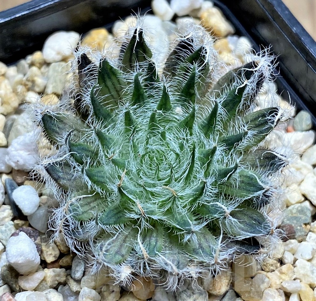 SHPR28959 Haworthia odetteae - Image 3