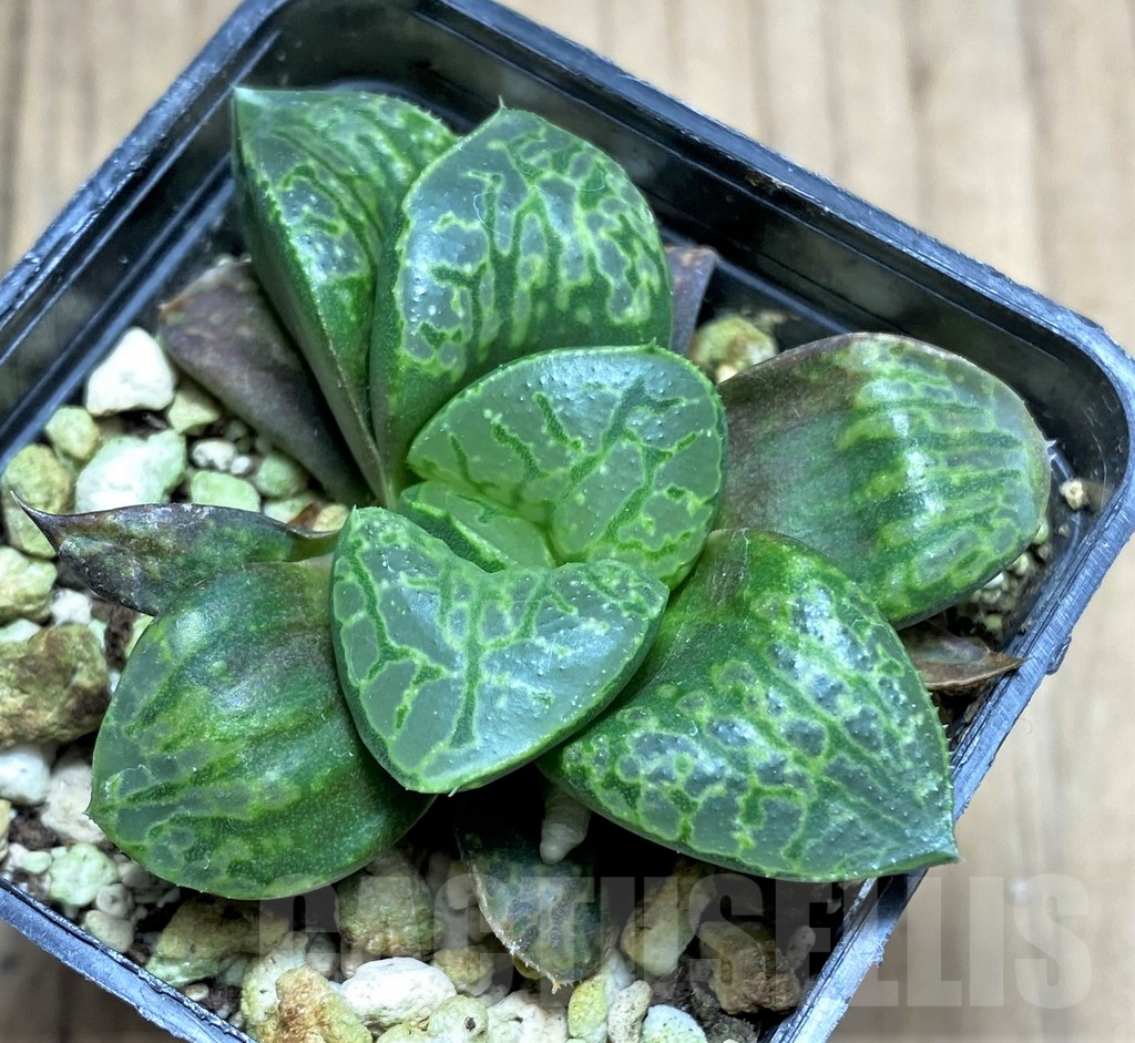 SHPR28963 Haworthia 'Kamen Butokai' - Imagen 2