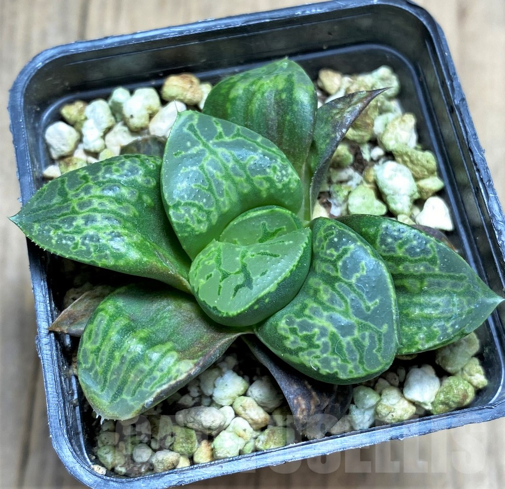 SHPR28963 Haworthia 'Kamen Butokai'