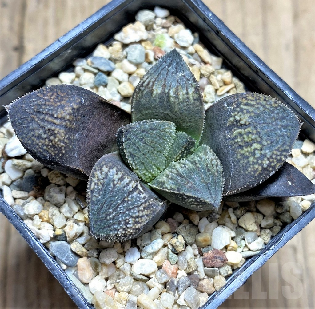 SHPR28965 Haworthia 'Kegani' x splendens - Image 2