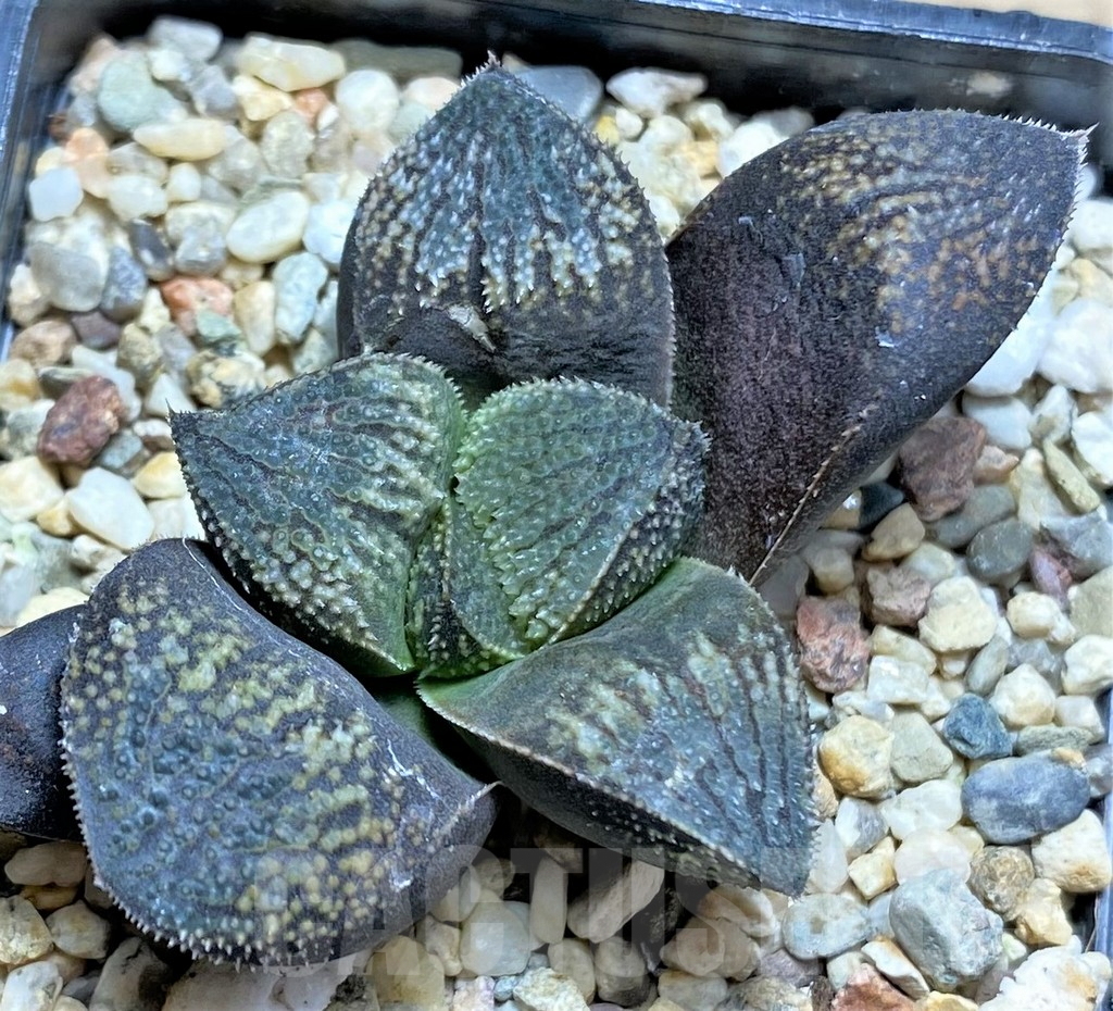 SHPR28965 Haworthia 'Kegani' x splendens