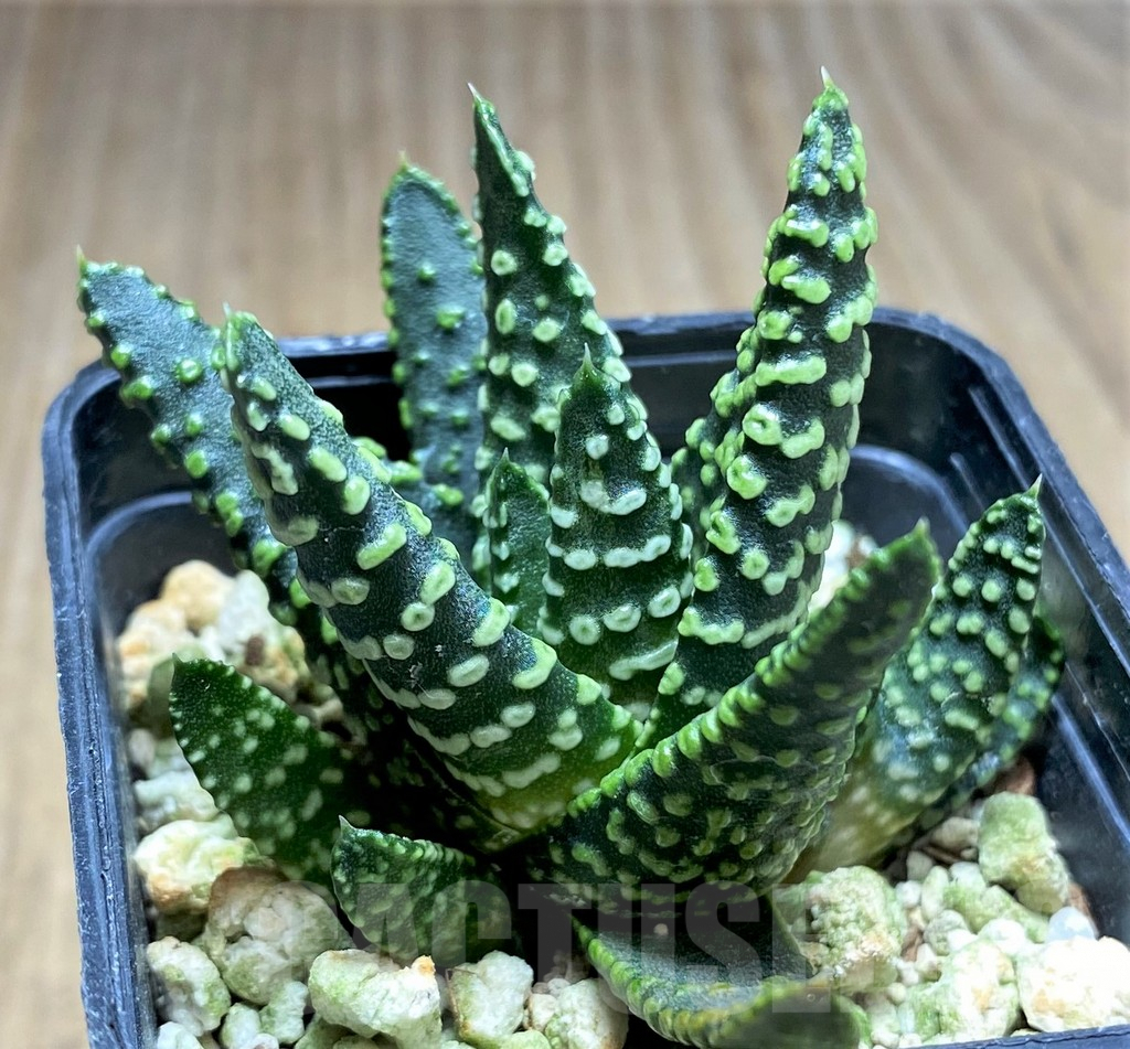SHPR28966 Haworthia pumila SH, select form G268