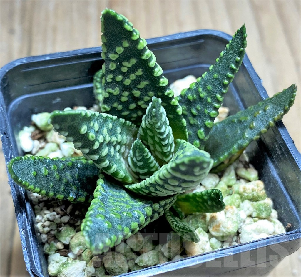 SHPR28966 Haworthia pumila SH, select form G268 - Image 2