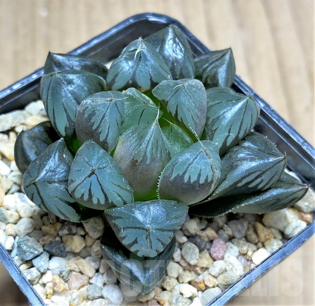 SHPR28968 Haworthia cooperi 'Crystal'