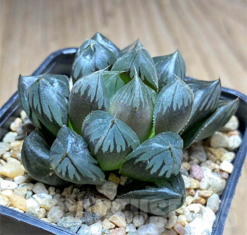SHPR28968 Haworthia cooperi 'Crystal' - Image 2