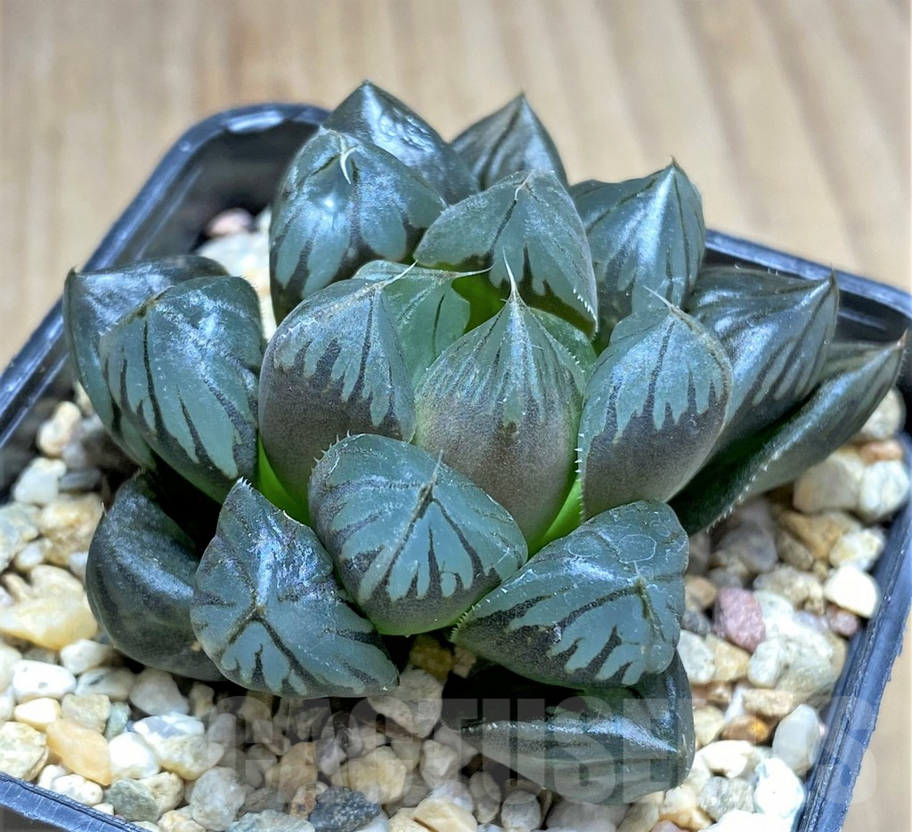 SHPR28968 Haworthia cooperi 'Crystal' - Image 3