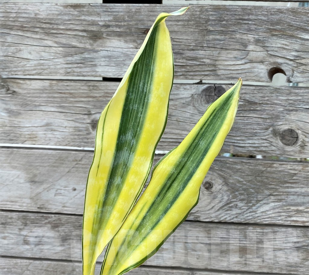SHPR29056 Sansevieria ‘Tiger Yellow’