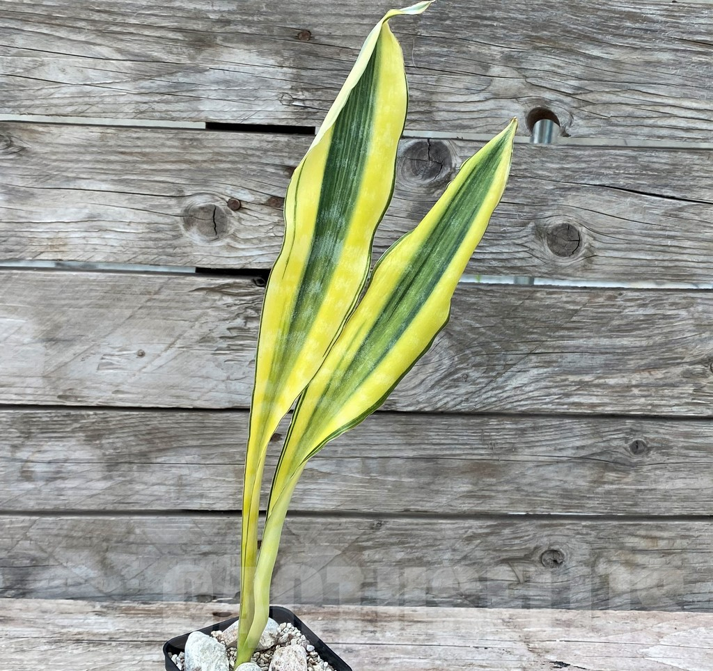 SHPR29056 Sansevieria ‘Tiger Yellow’ - Image 2