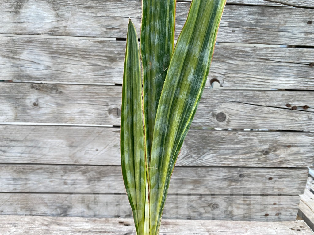 SHPR29057 Sansevieria 'Metallica Yellow’ - Image 2