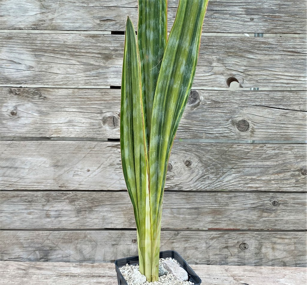 SHPR29057 Sansevieria 'Metallica Yellow’ - Image 3