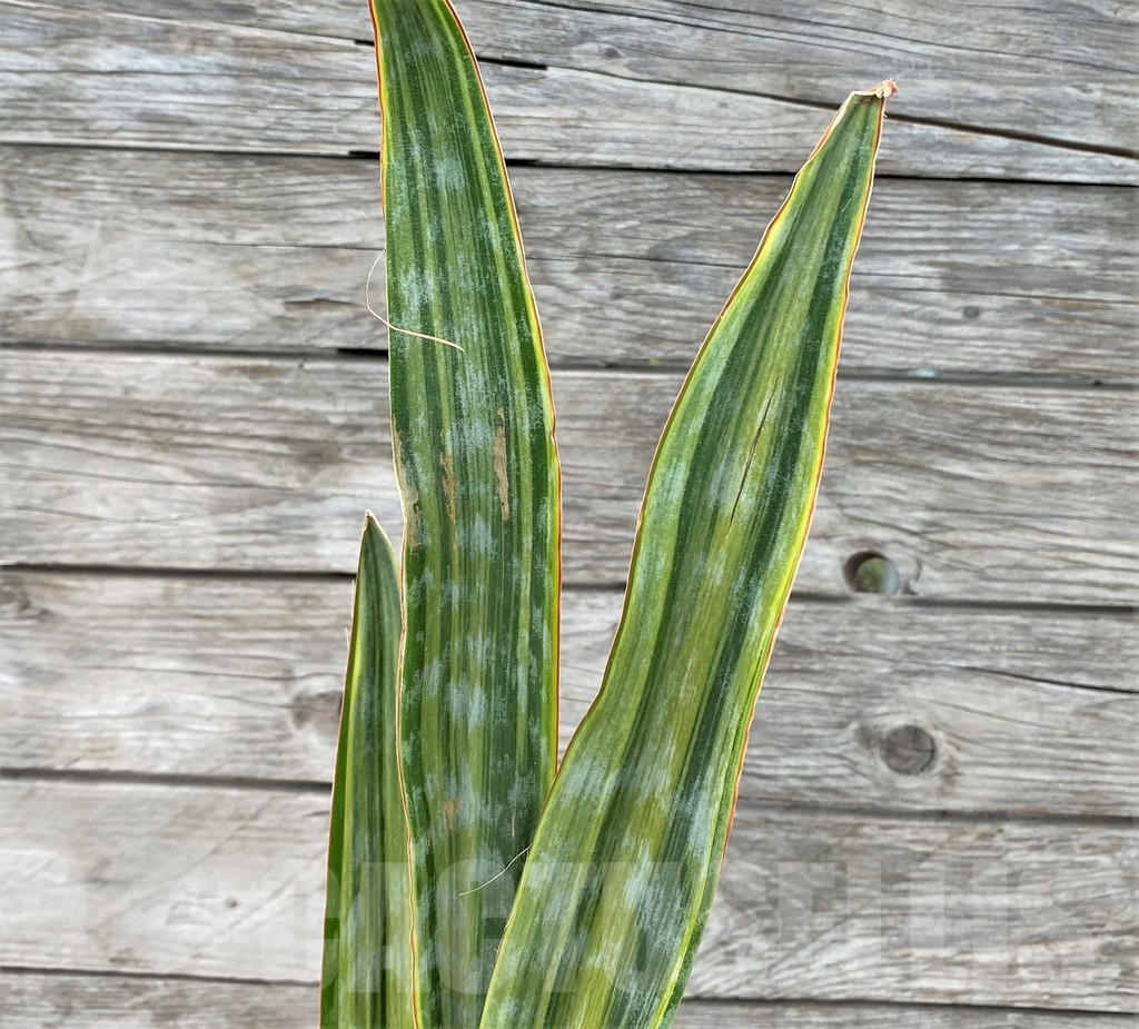 SHPR29057 Sansevieria 'Metallica Yellow’