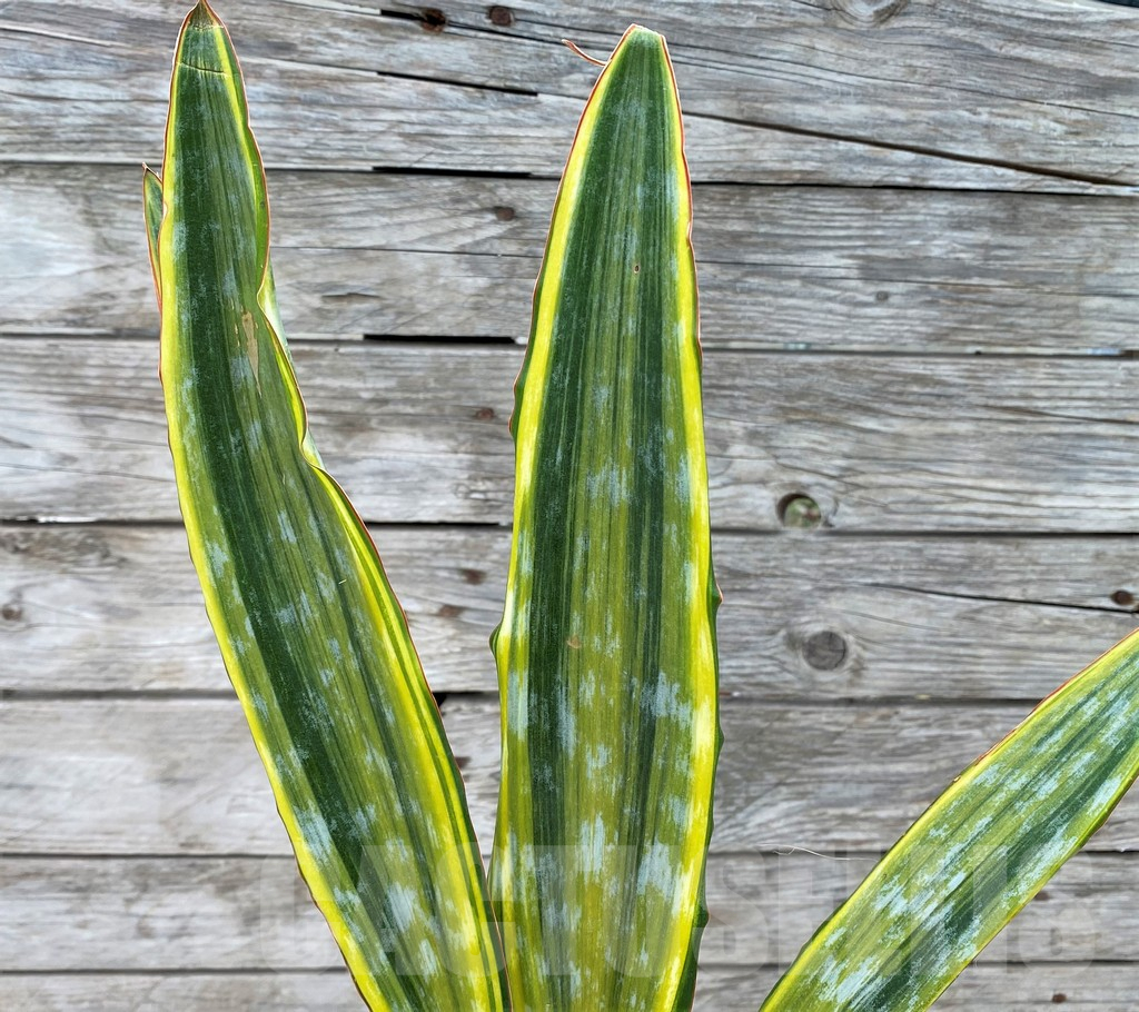 SHPR29058 Sansevieria 'Metallica Yellow’ - Image 2