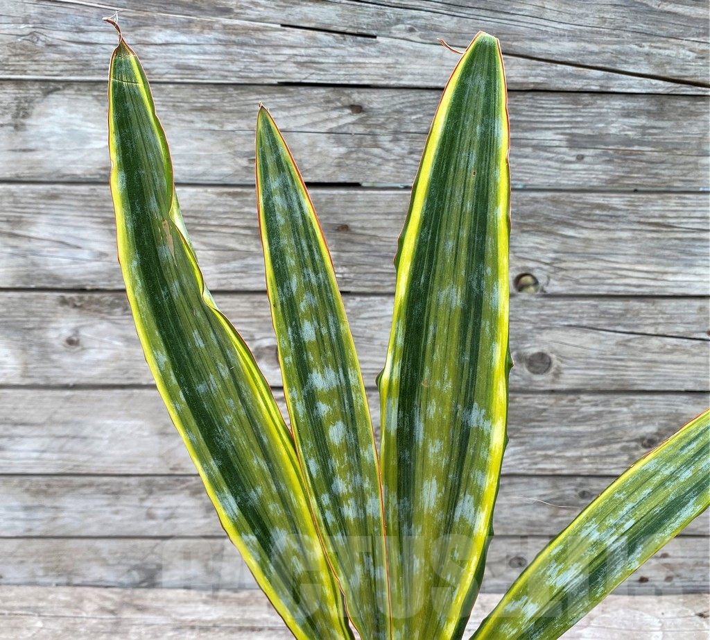 SHPR29058 Sansevieria 'Metallica Yellow’