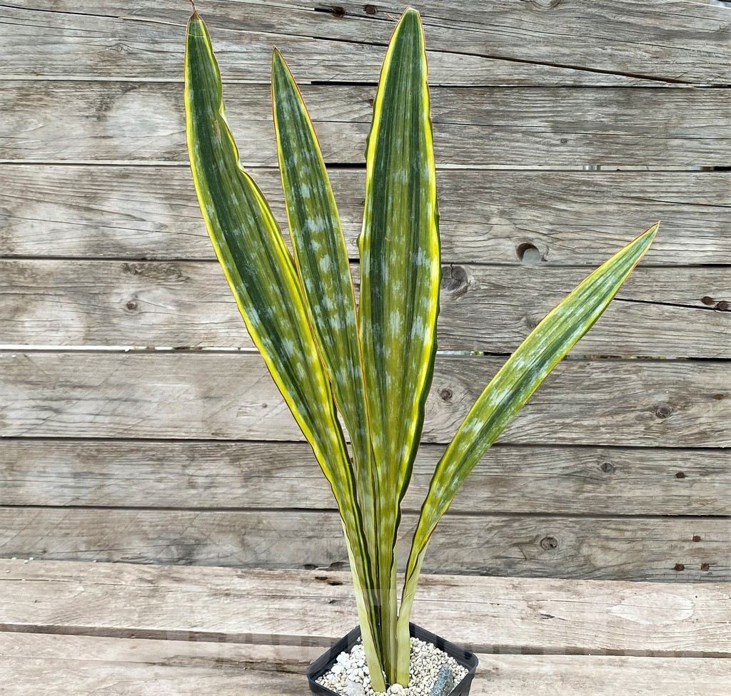 SHPR29058 Sansevieria 'Metallica Yellow’ - Image 3