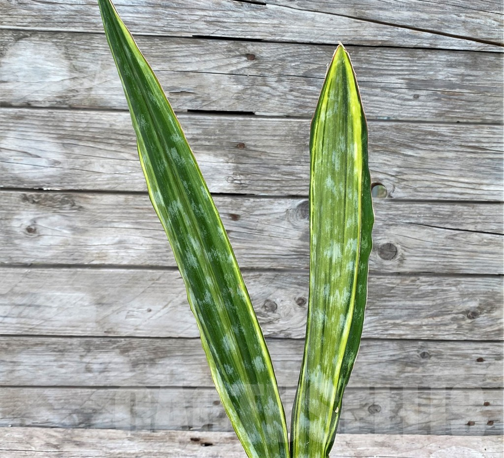SHPR29059 Sansevieria 'Metallica Yellow’