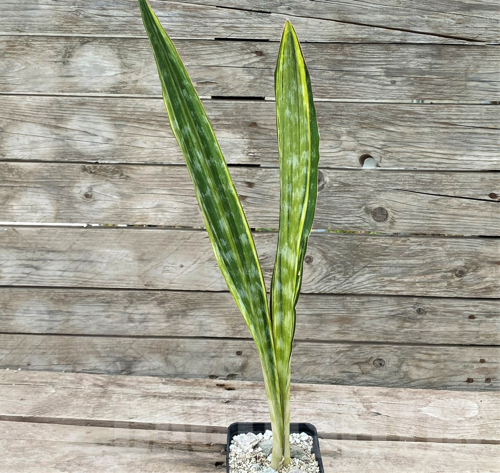 SHPR29059 Sansevieria 'Metallica Yellow’ - Image 2