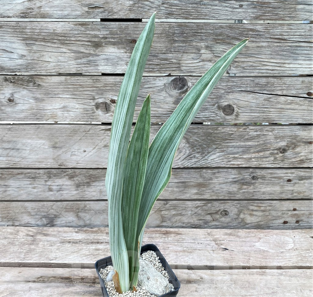 SHPR29062 Sansevieria 'Metallica Silver’ - Image 2